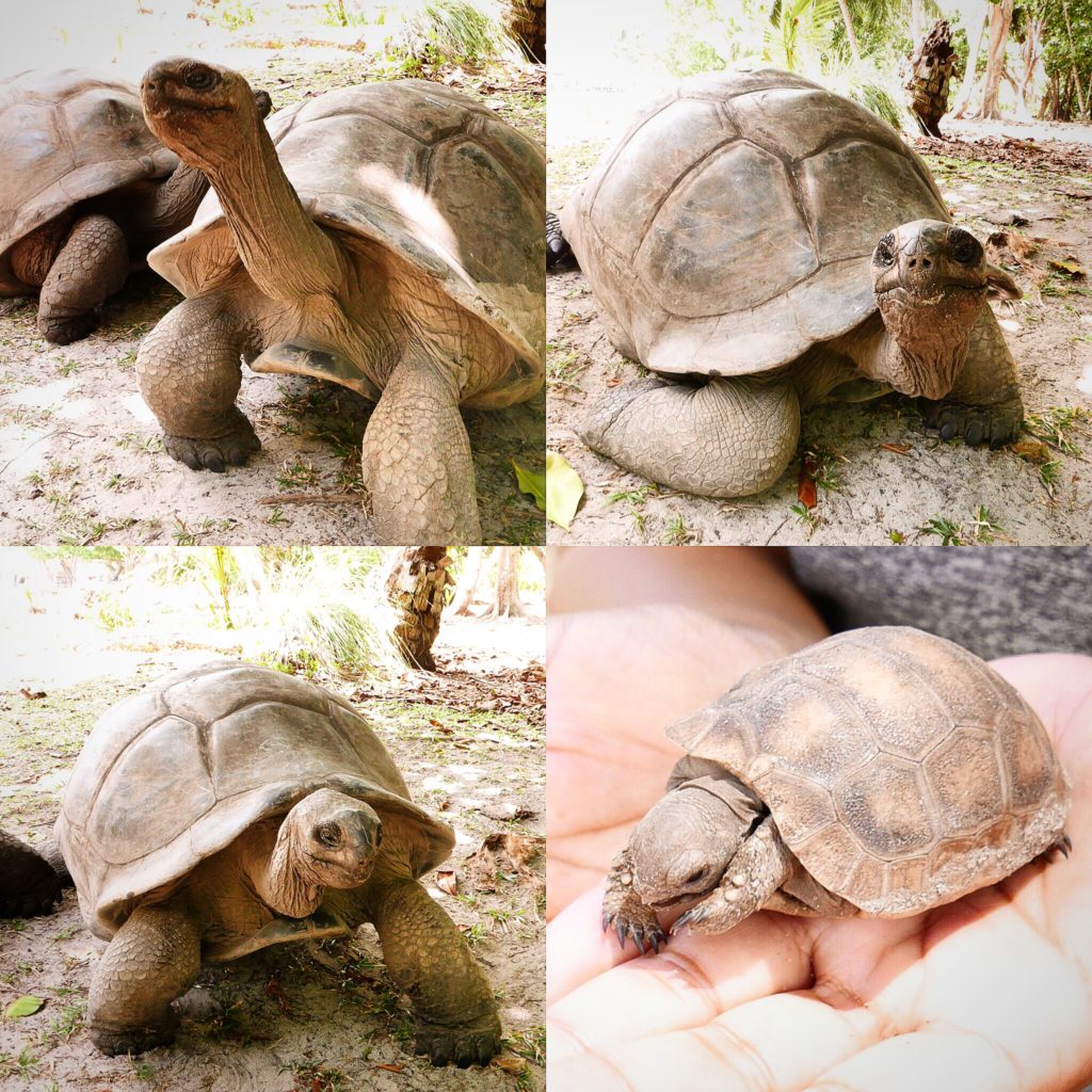 Seychelles Giant Tortoises